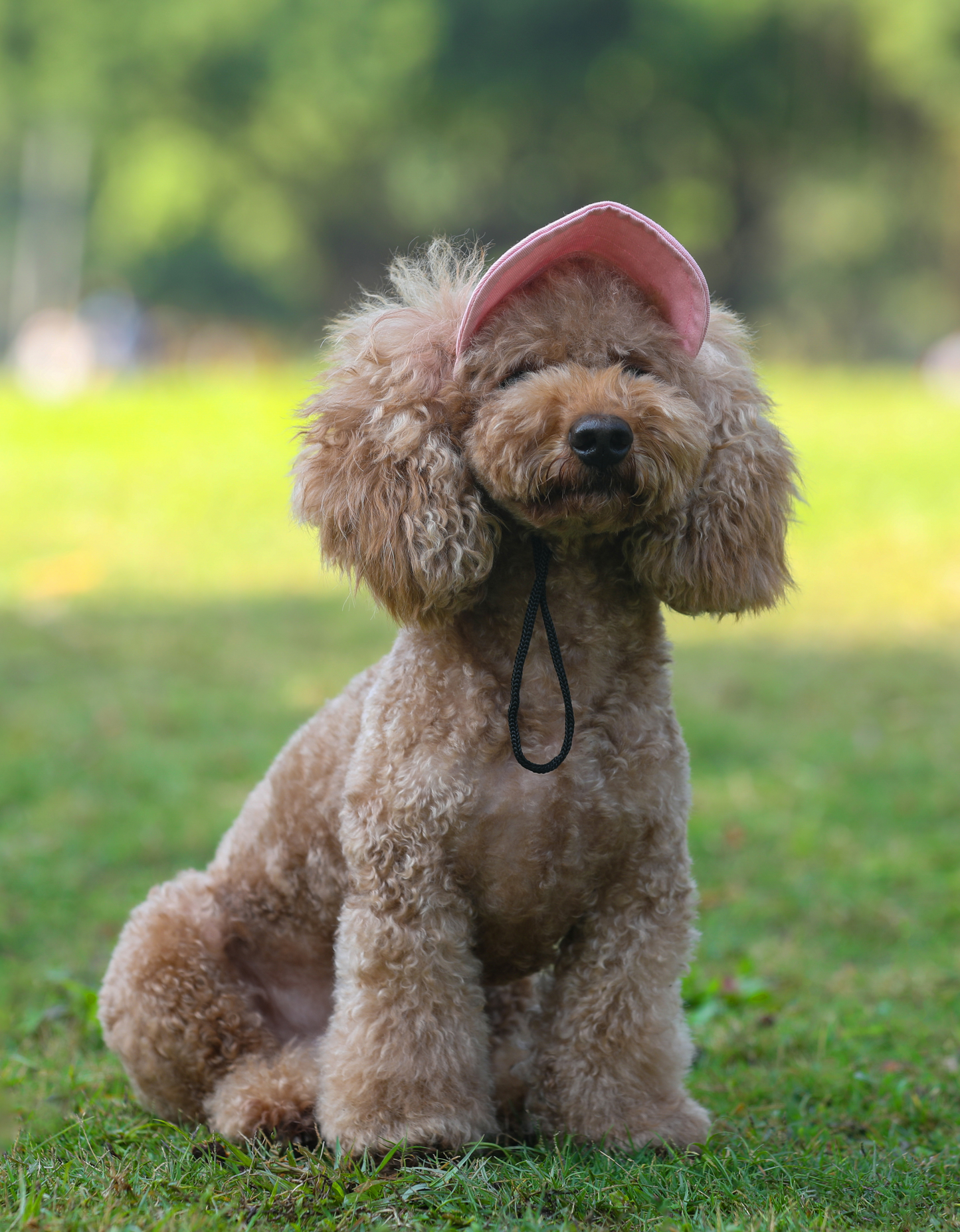 ძაღლის ჯინსის კეპი