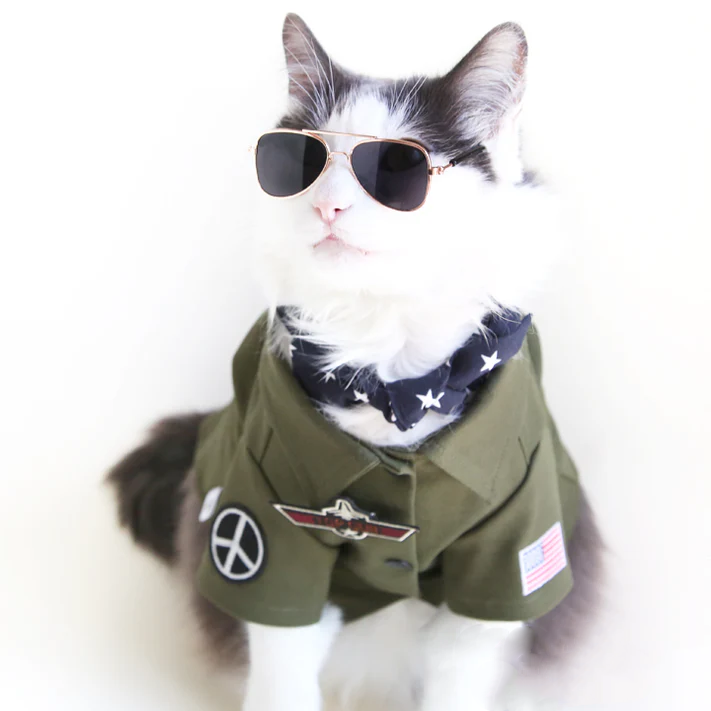 ძაღლის სათვალე Ray-Ban