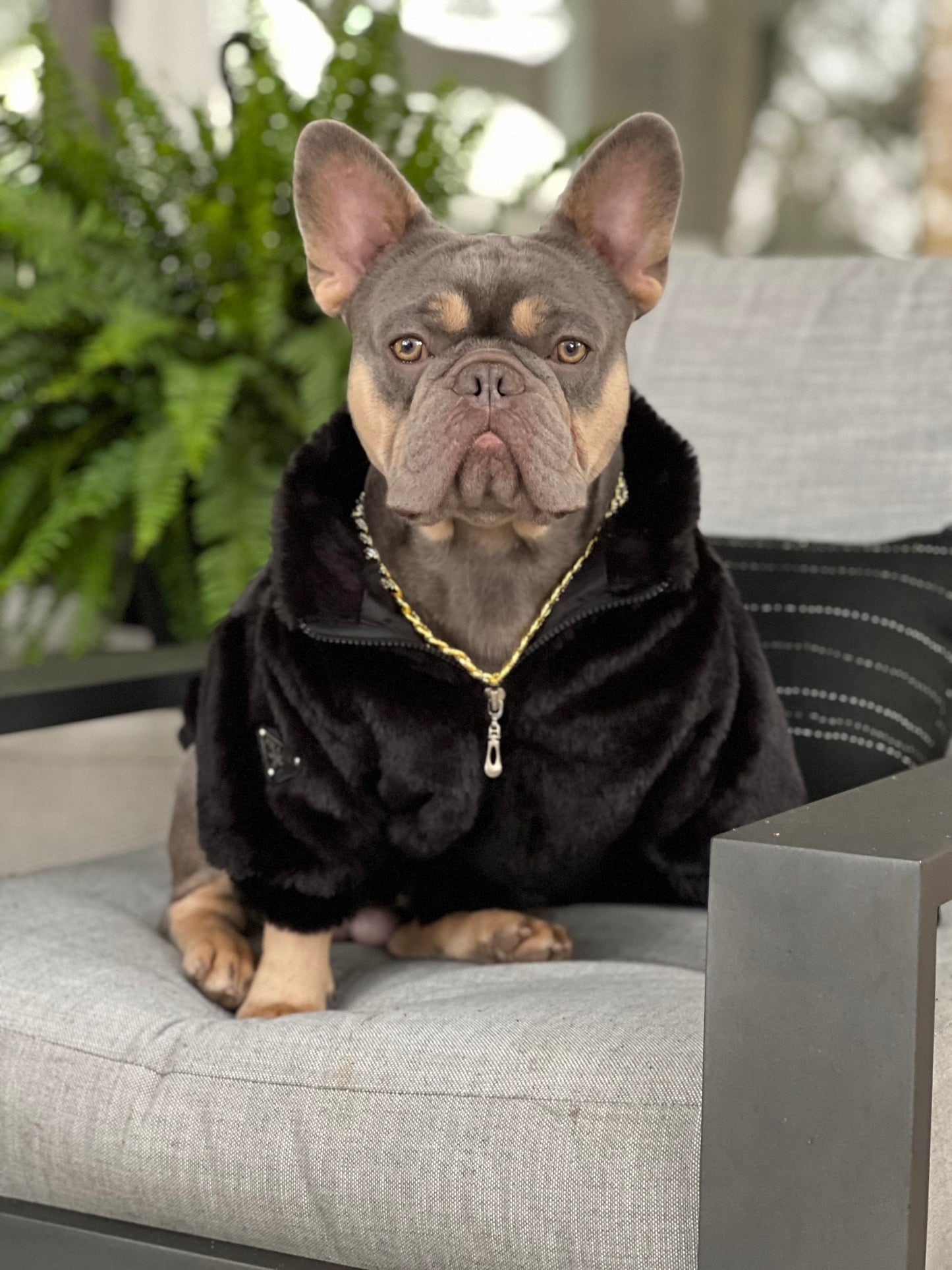 მოსაცმელი Prada