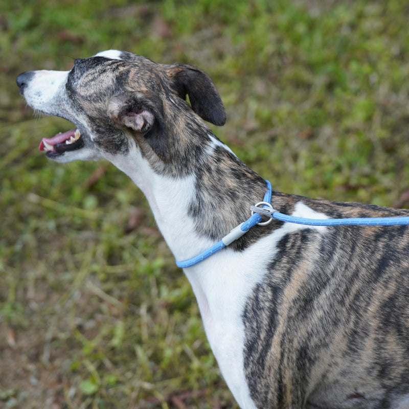 ძაღლის საწვრთნელი საბელი