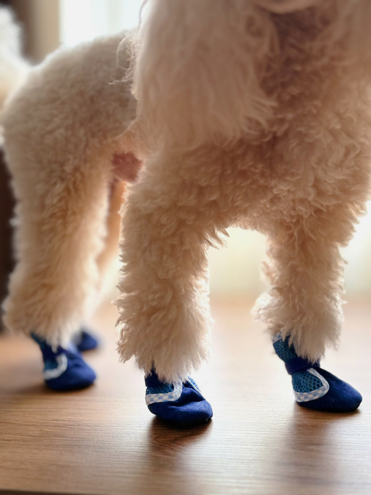 ფეხსაცმელი DoG