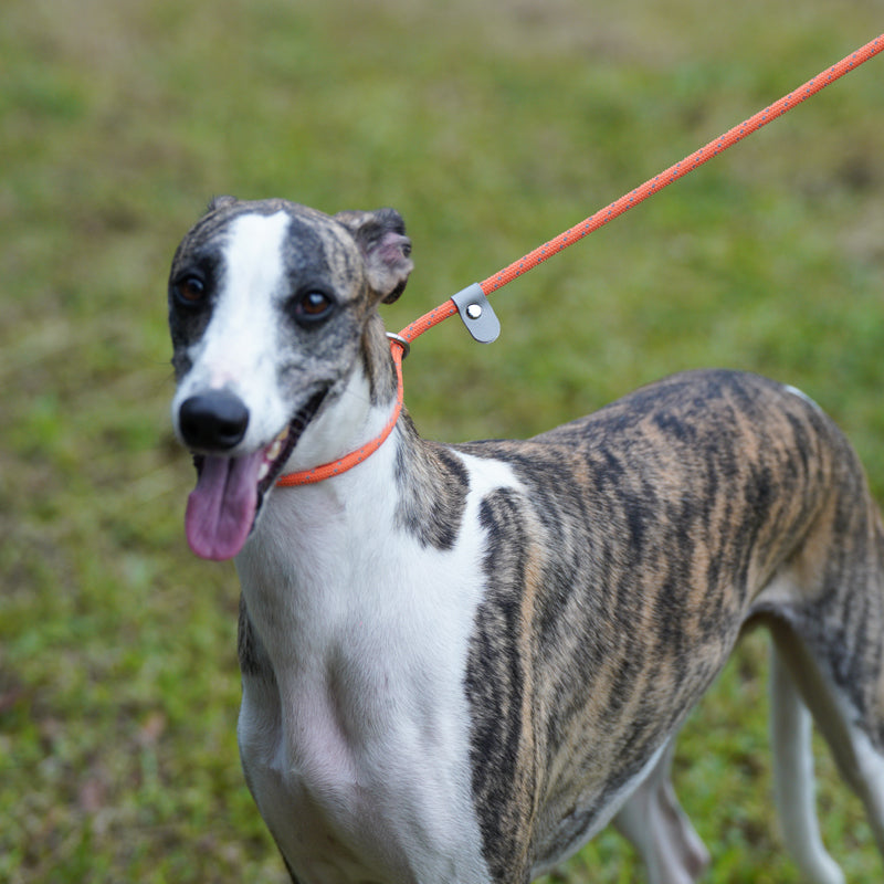 ძაღლის საწვრთნელი საბელი