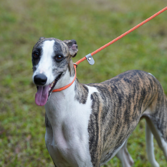 ძაღლის საწვრთნელი საბელი