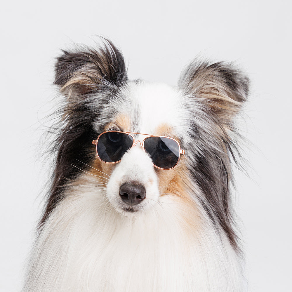 ძაღლის სათვალე Ray-Ban