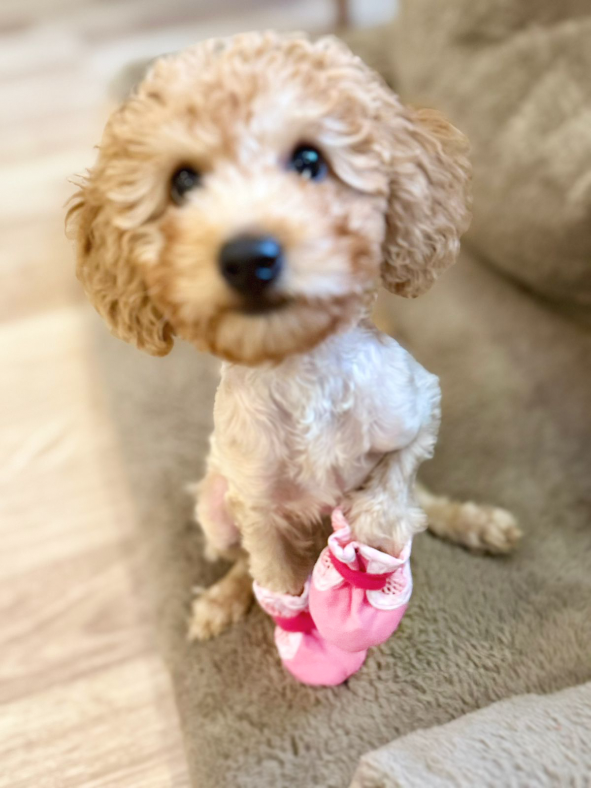 ფეხსაცმელი DoG