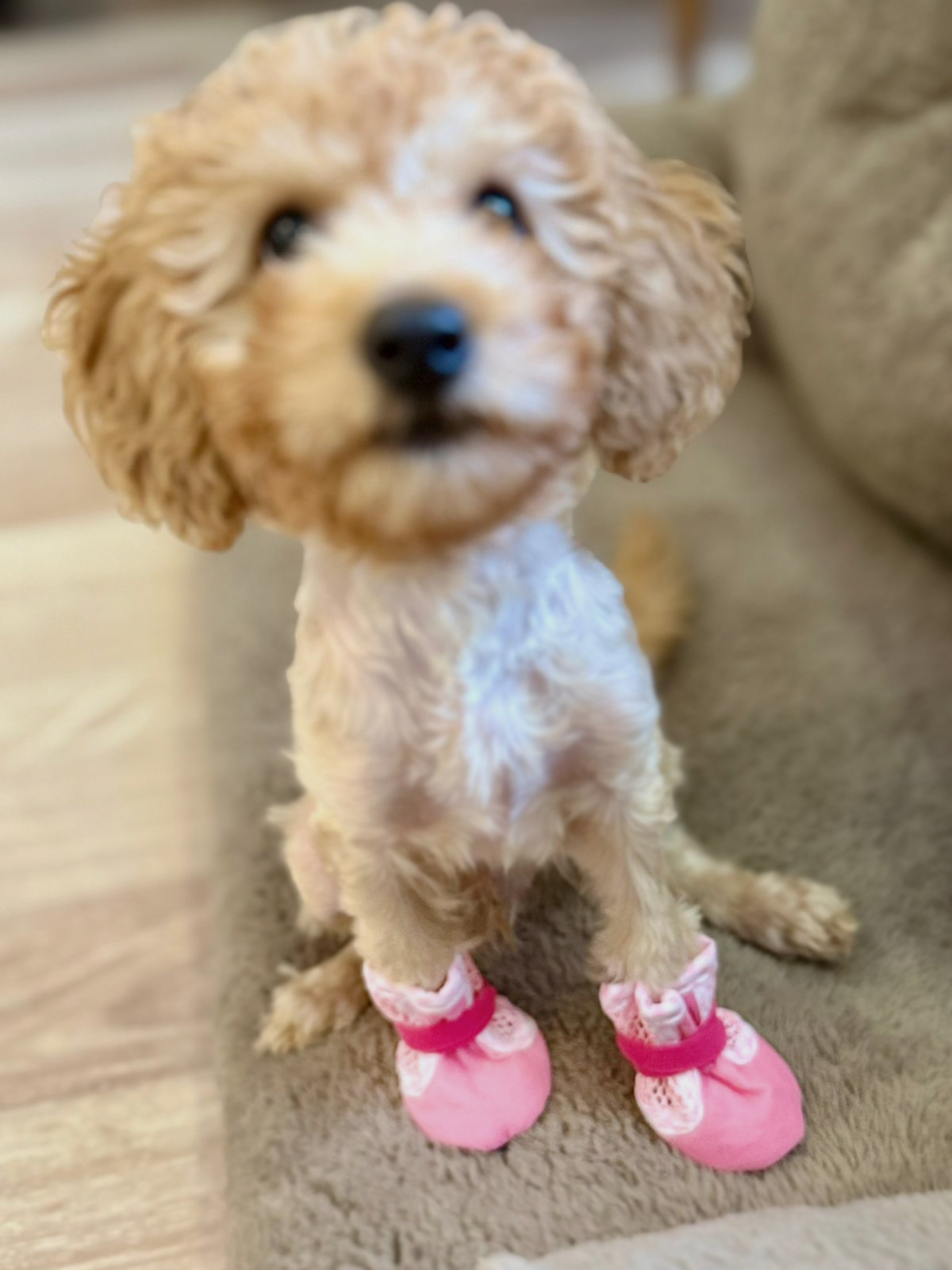 ფეხსაცმელი DoG