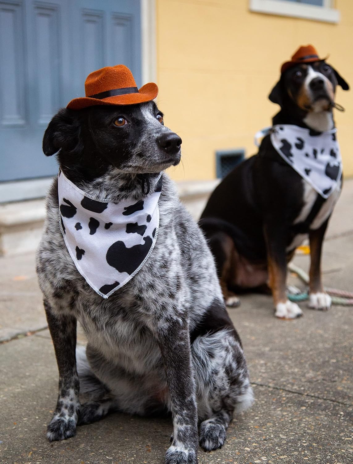 ძაღლის Cowboy ქუდი