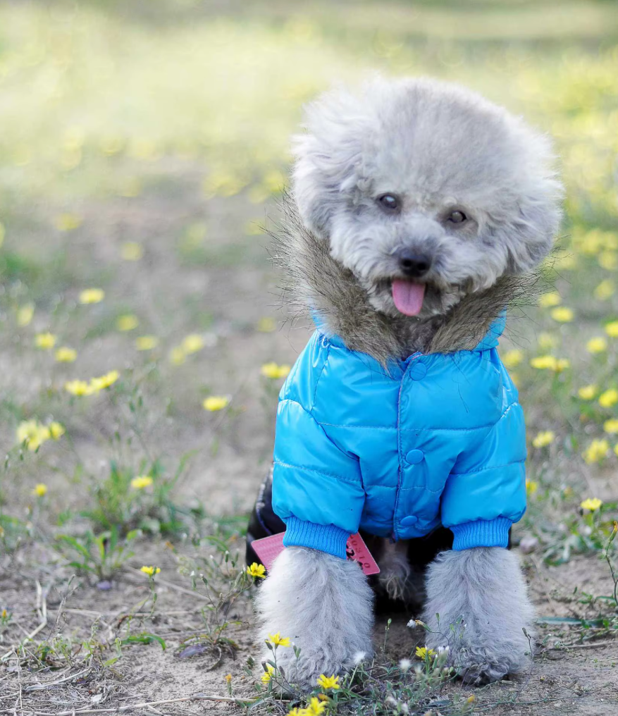 დუტის ქურთუკი კომბინიზონი Moncler