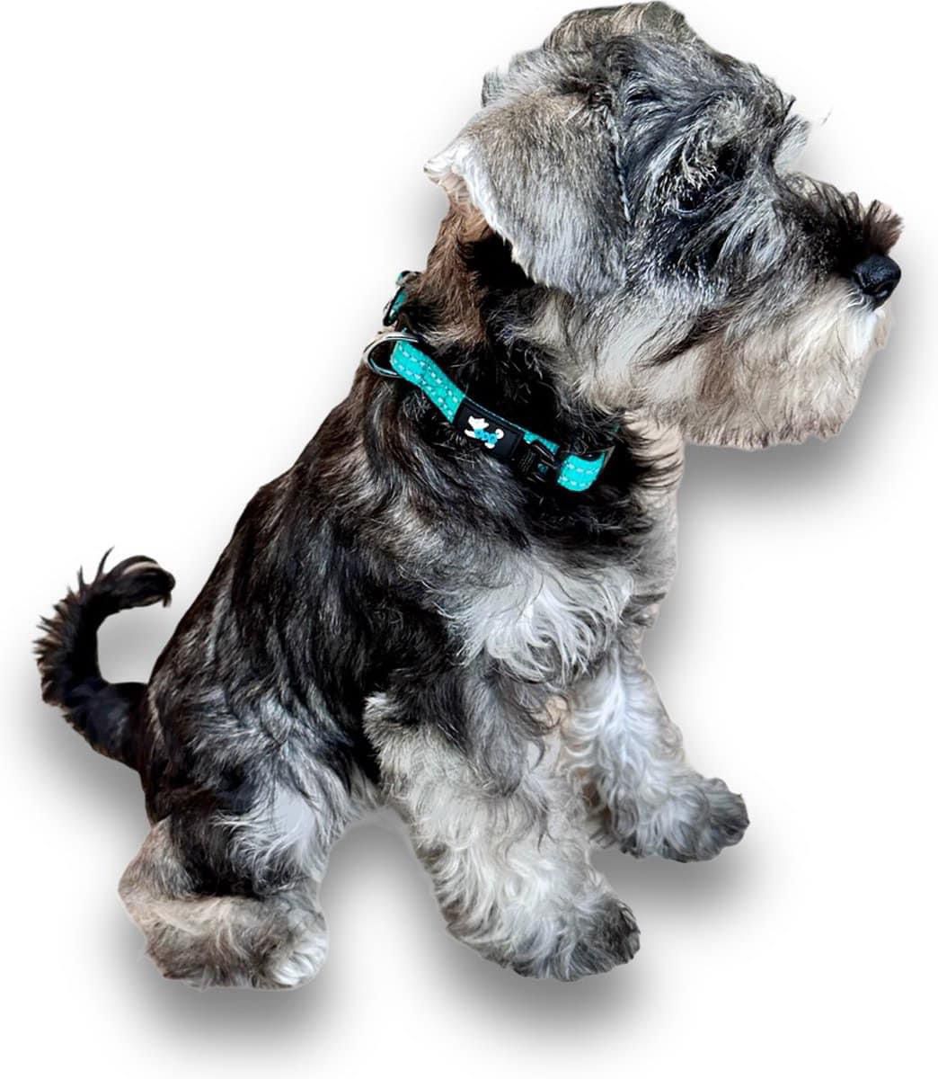 საყელო DOG