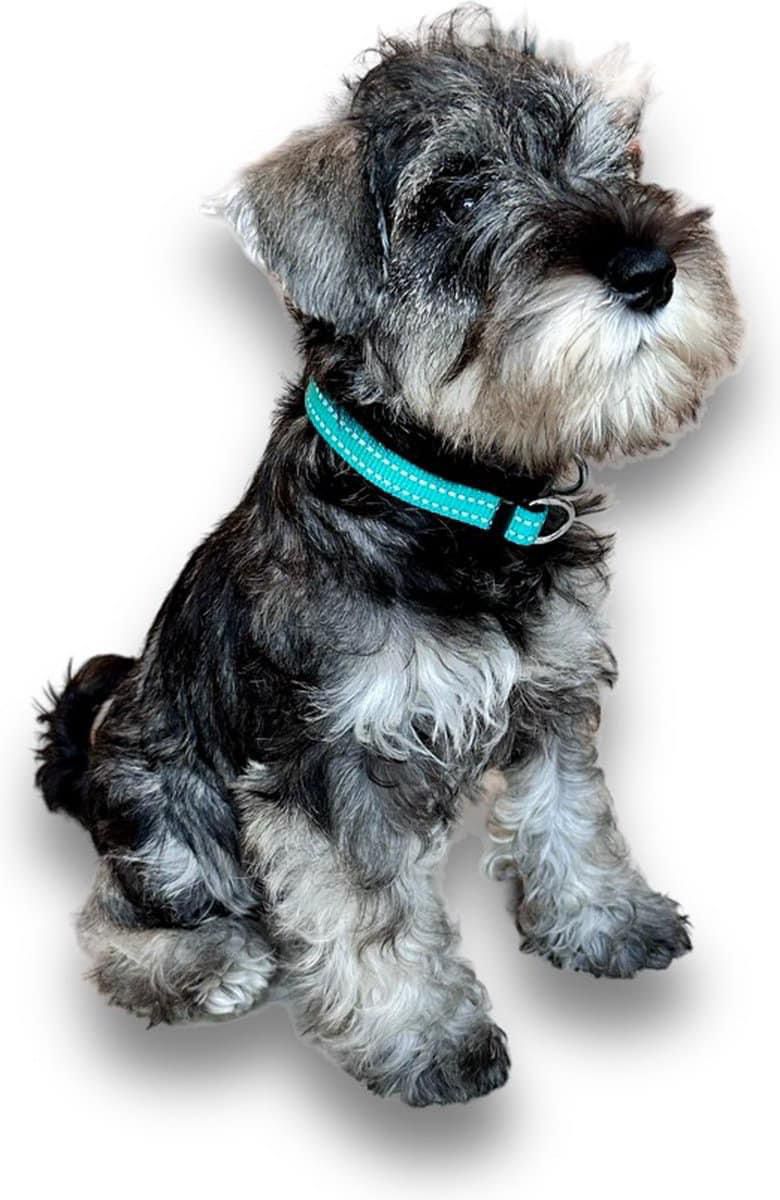 საყელო DOG