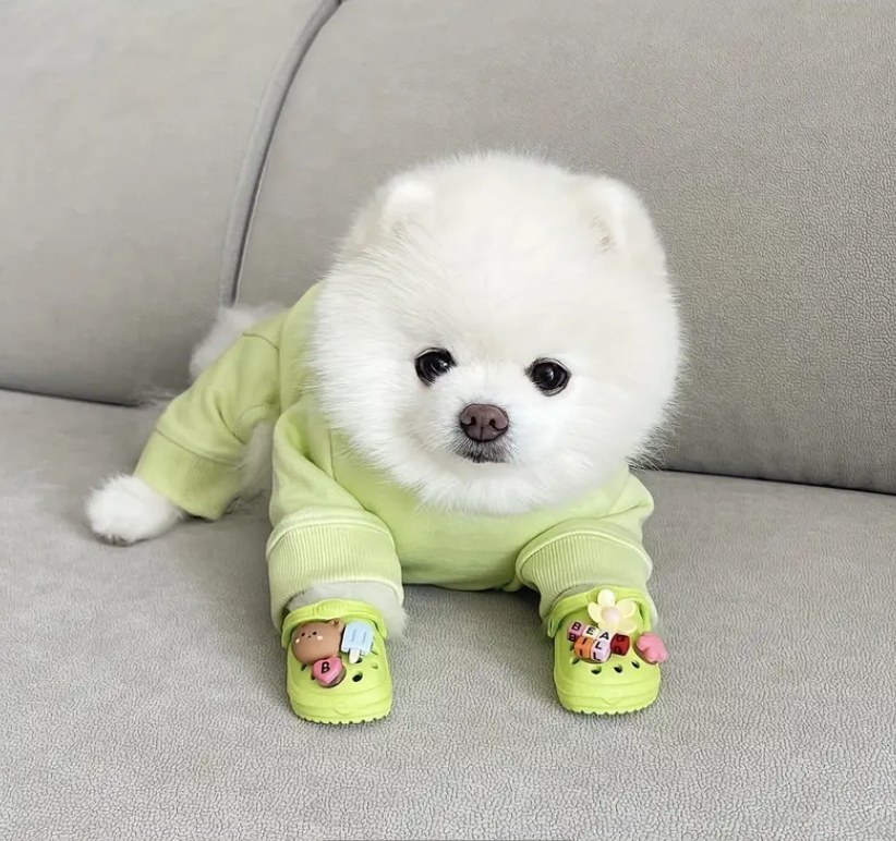 ფერადი კროქსები