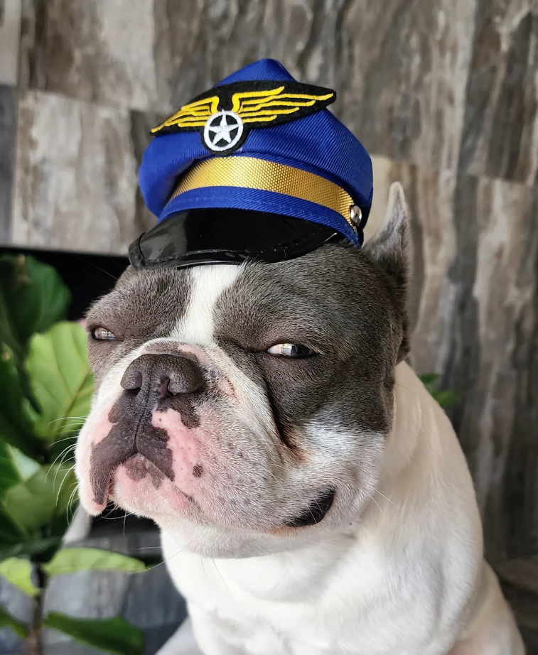 ძაღლის მეზღვაურის ქუდი