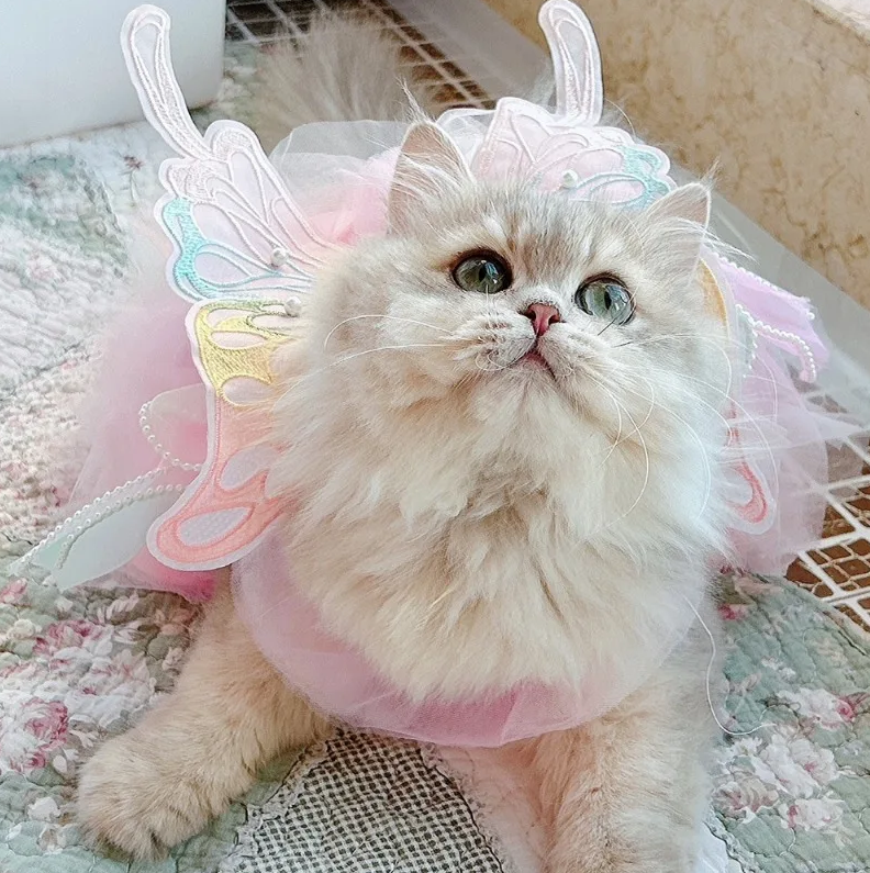 კაბები ფრთებით