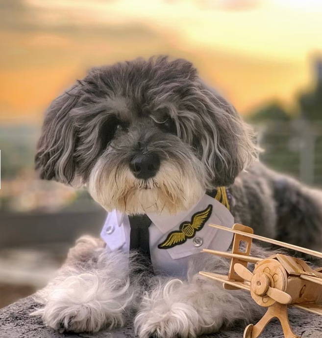 პილოტის ბენდენა