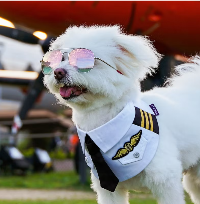 პილოტის ბენდენა