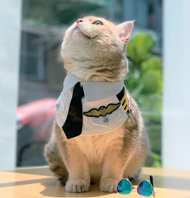 პილოტის ბენდენა