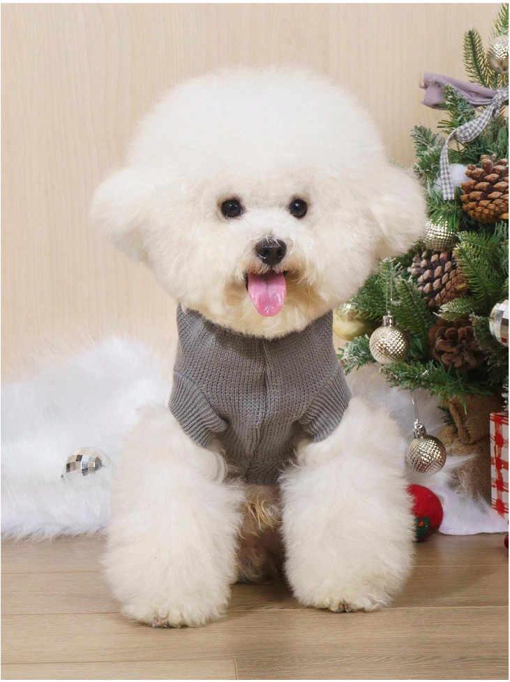 ძაღლის/კატის როლინგი