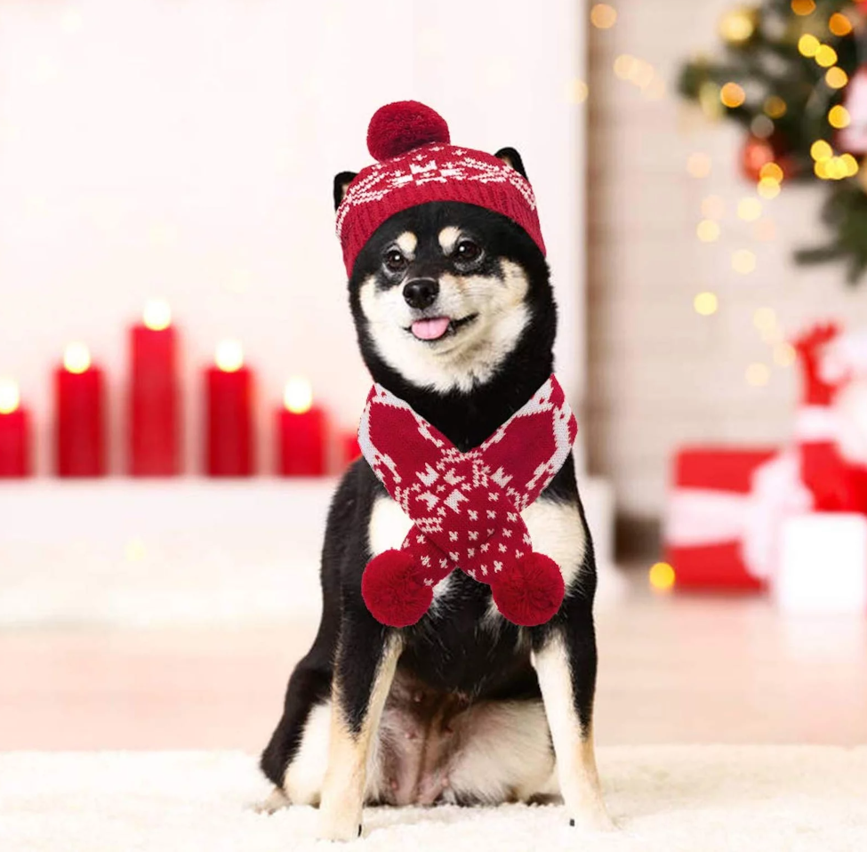 ძაღლის ქუდი/კაშნე