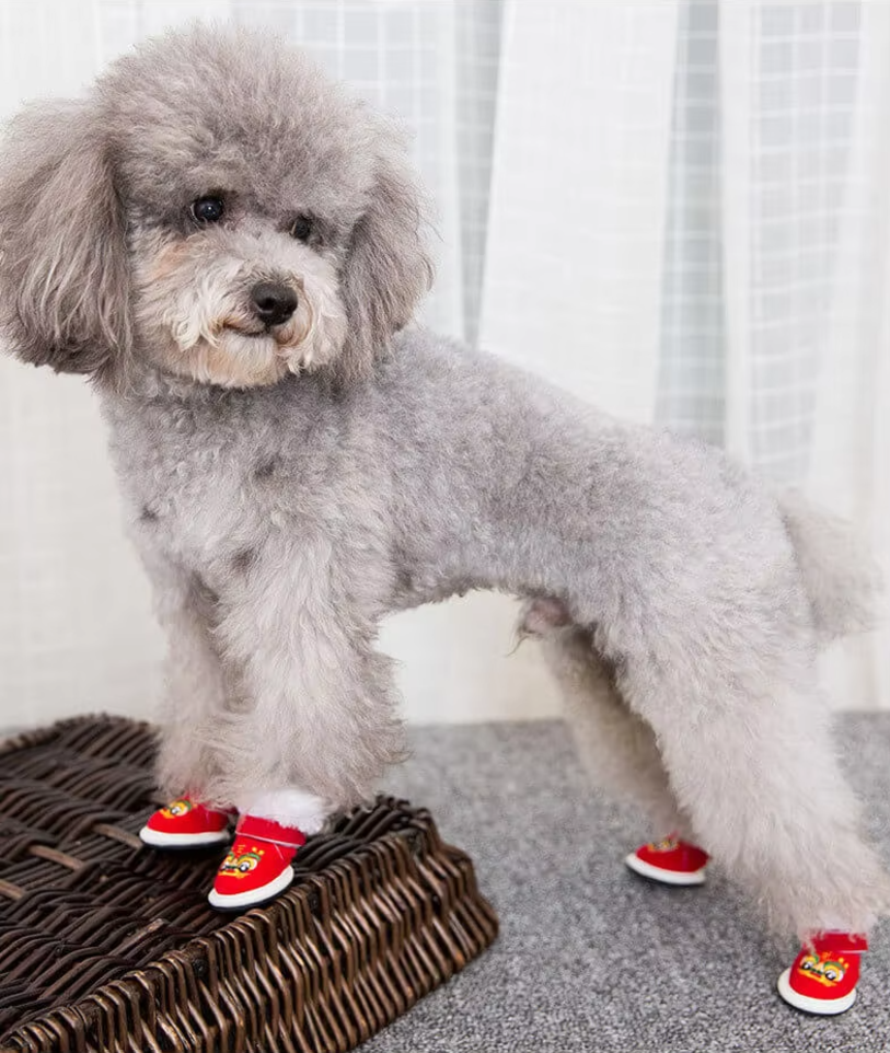 ძაღლის წითელი ფეხსაცმელი