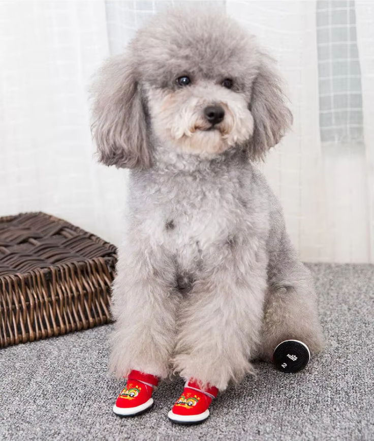 ძაღლის წითელი ფეხსაცმელი