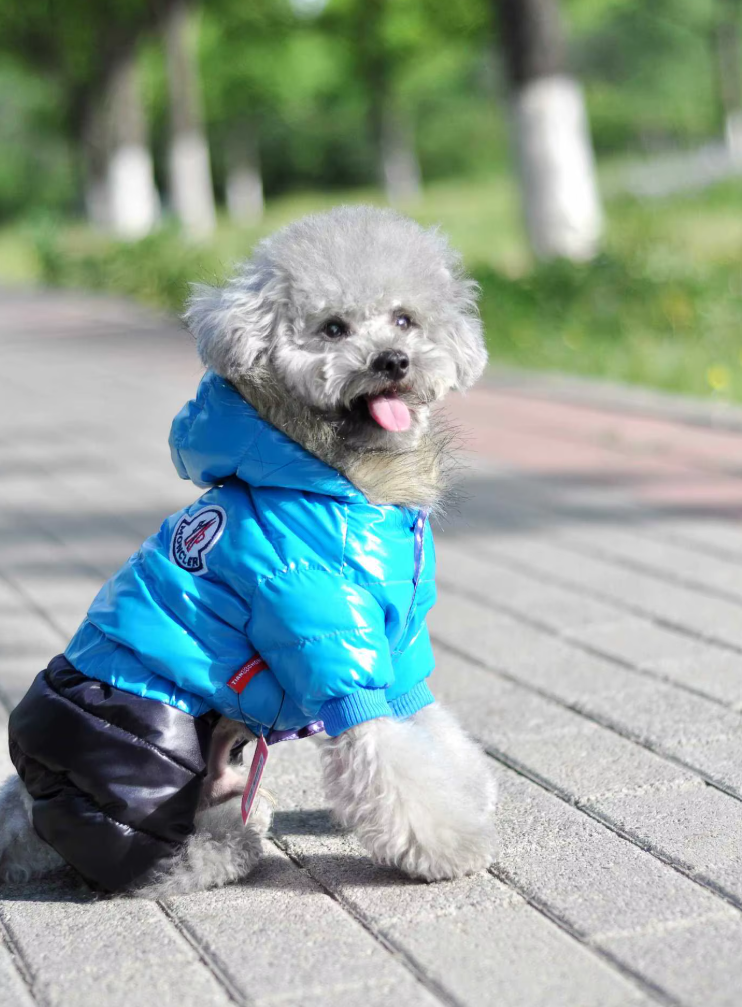 დუტის ქურთუკი კომბინიზონი Moncler