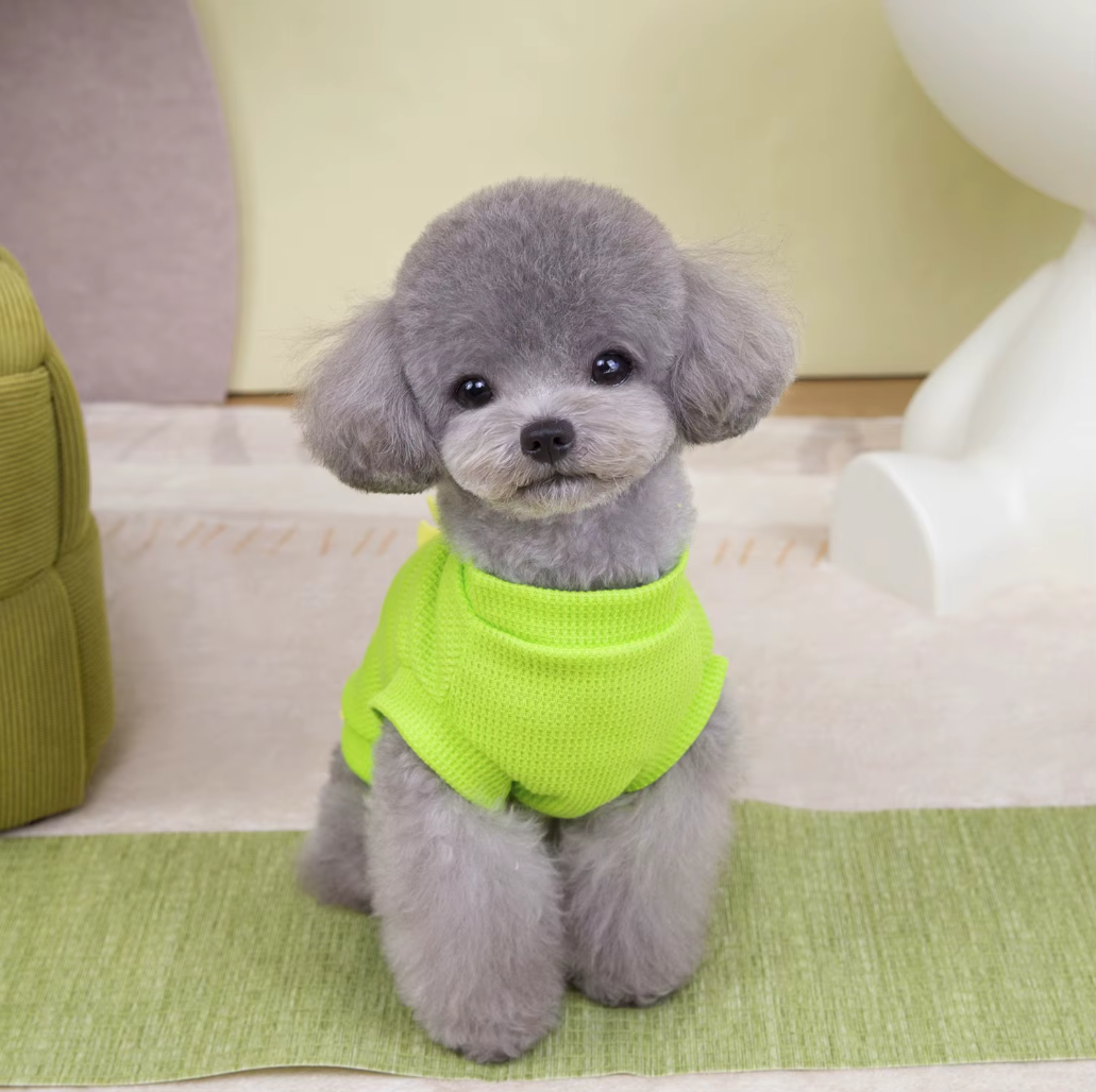 მაისური Dino