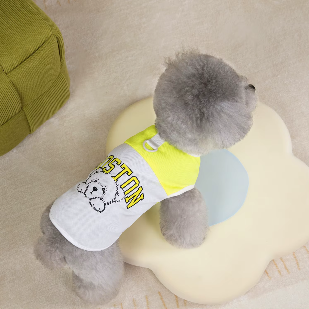 მაისური Boston