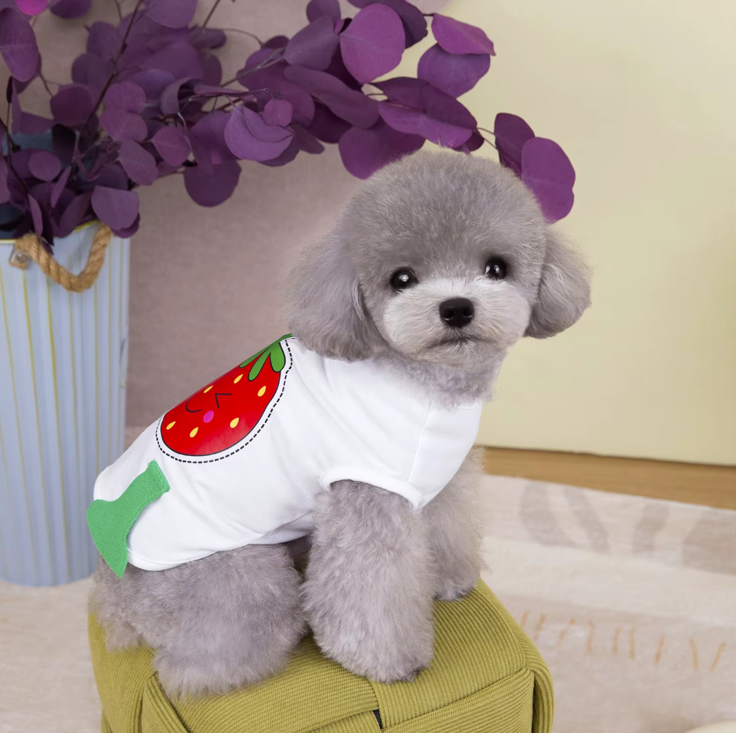 მაისური მარწყვი