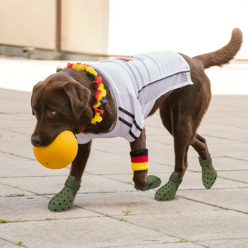 ძაღლის/კატის კროქსები