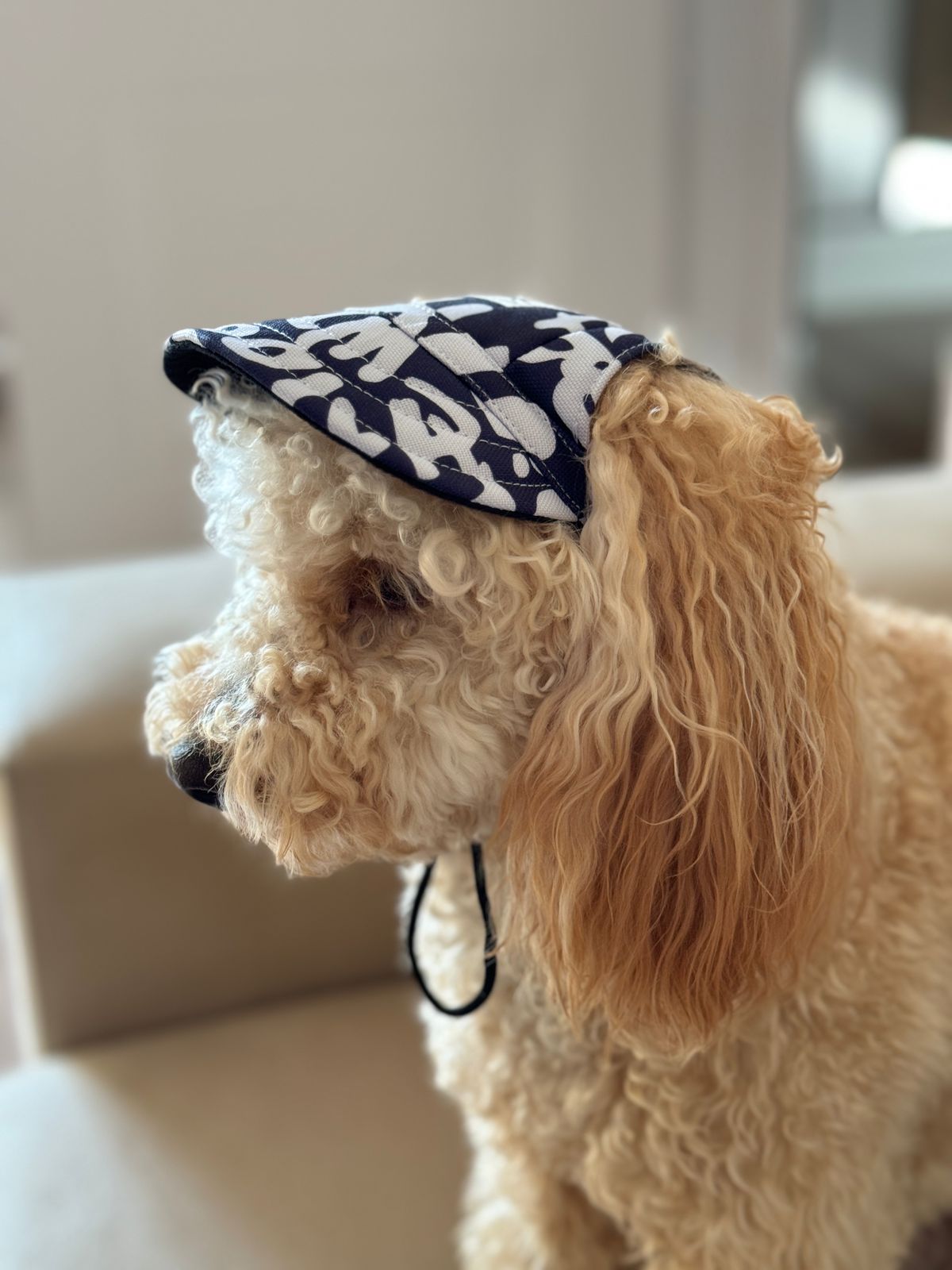 ძაღლის ფერადი კეპი