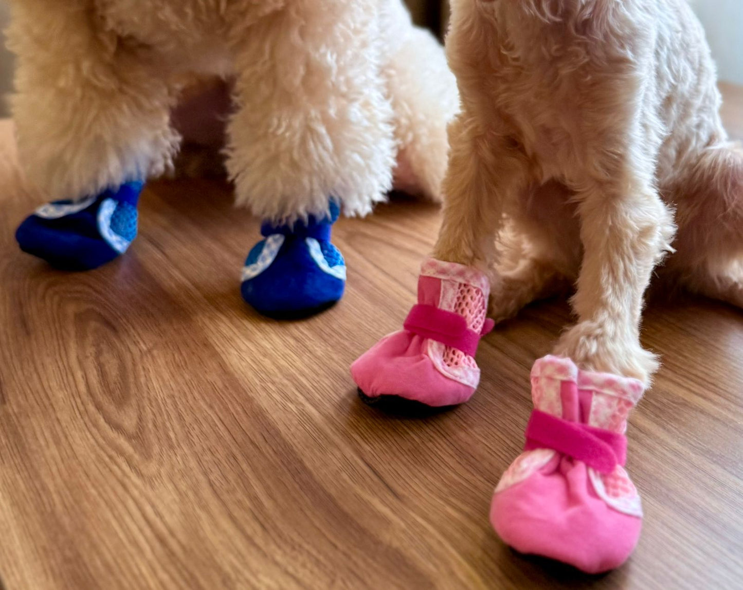 ფეხსაცმელი DoG