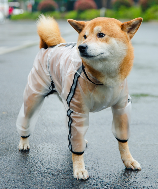 ძაღლის საწვიმარი WE ARE FRIEND