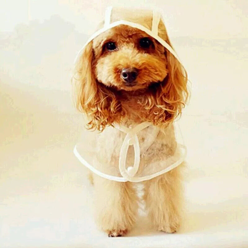 ძაღლის საწვიმარი სადა